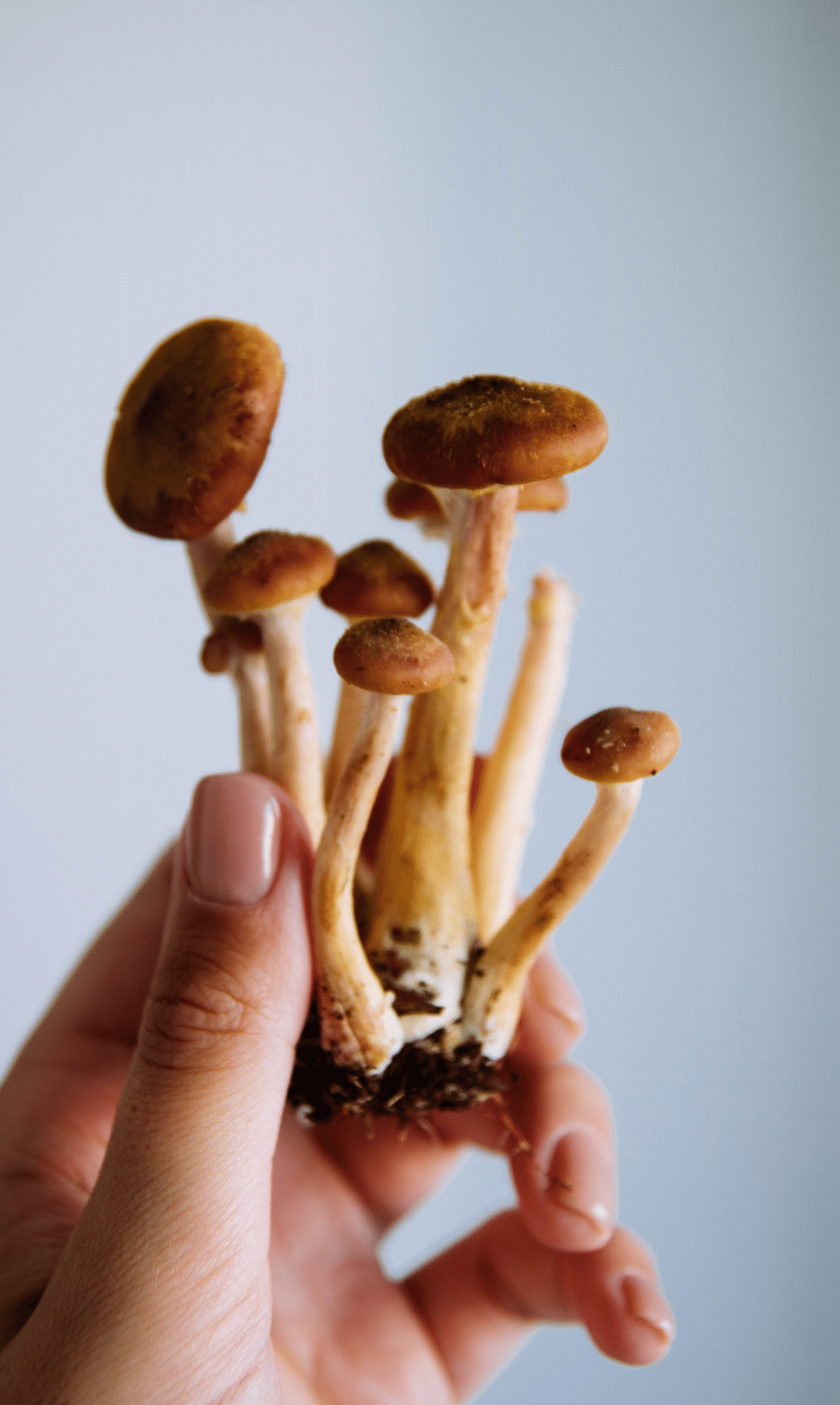 Mushroom Powder Seasoning: The Next Superfood?