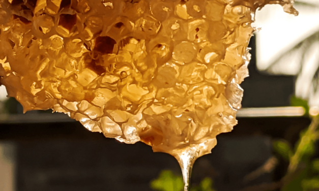 The Best Raw Wildflower Honey: What’s the Buzz?
