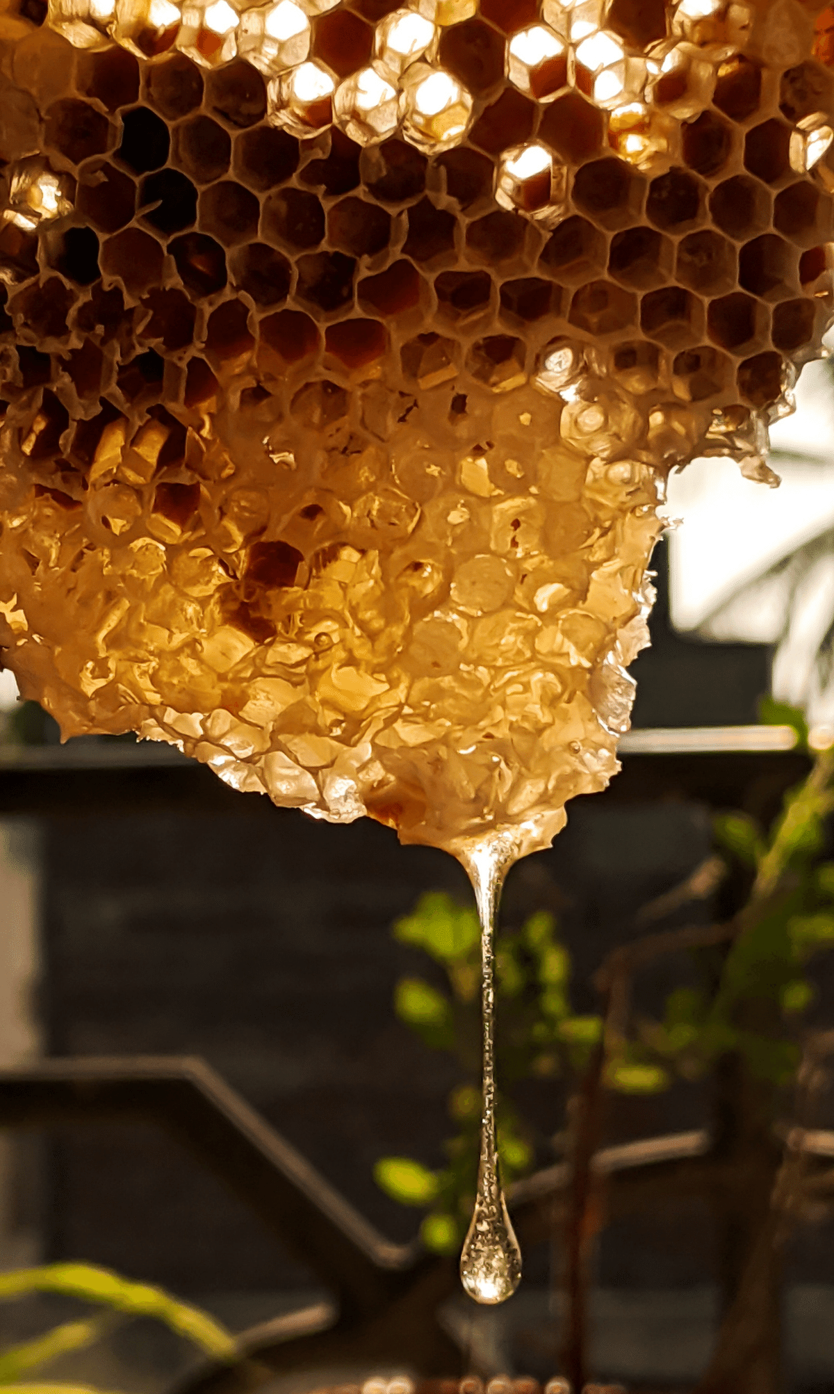 Honeycomb