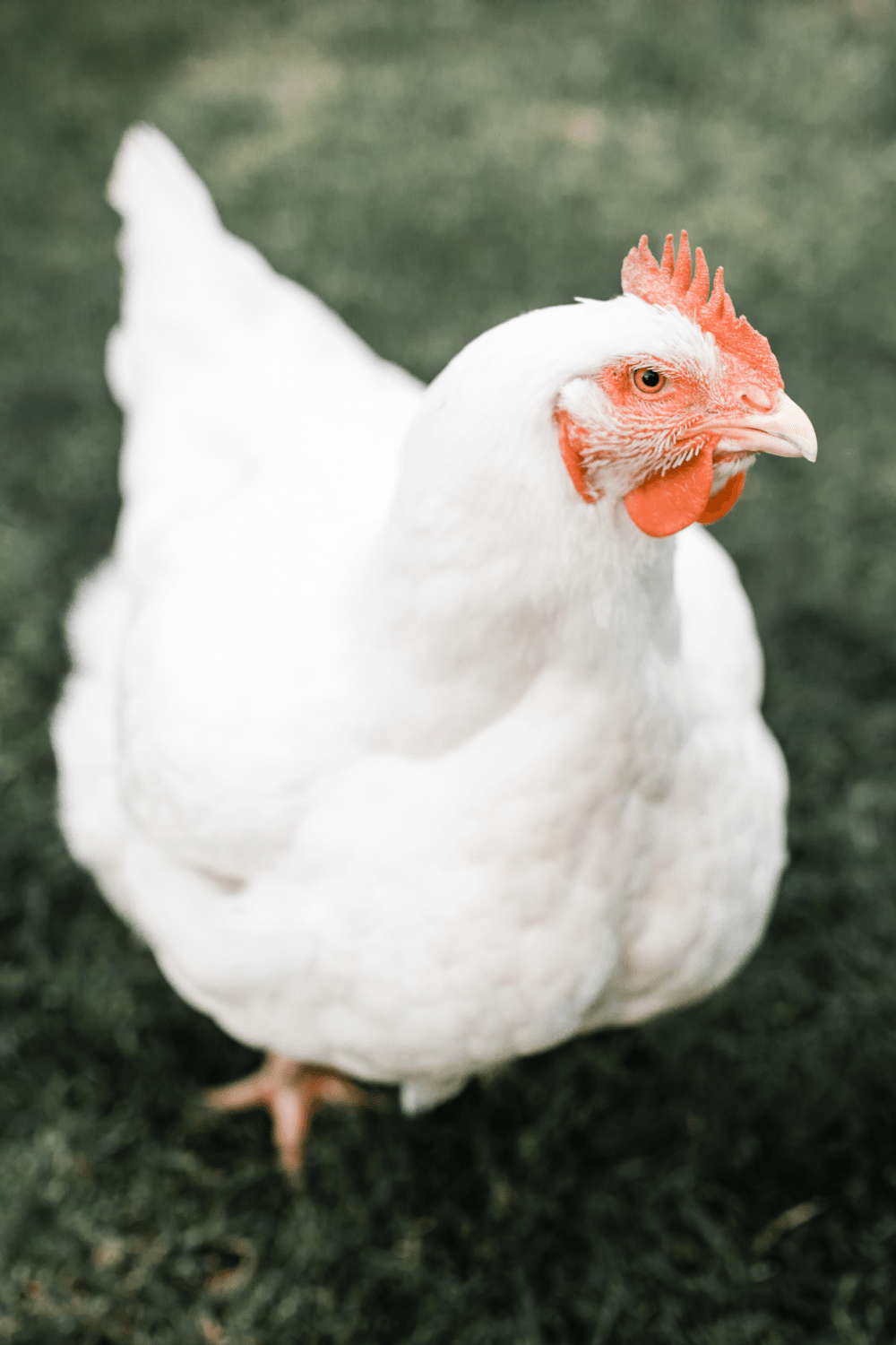 Egg-citing Times Ahead: The Rise of Vegan Eggs and How to Whip Them Into Your Meals!